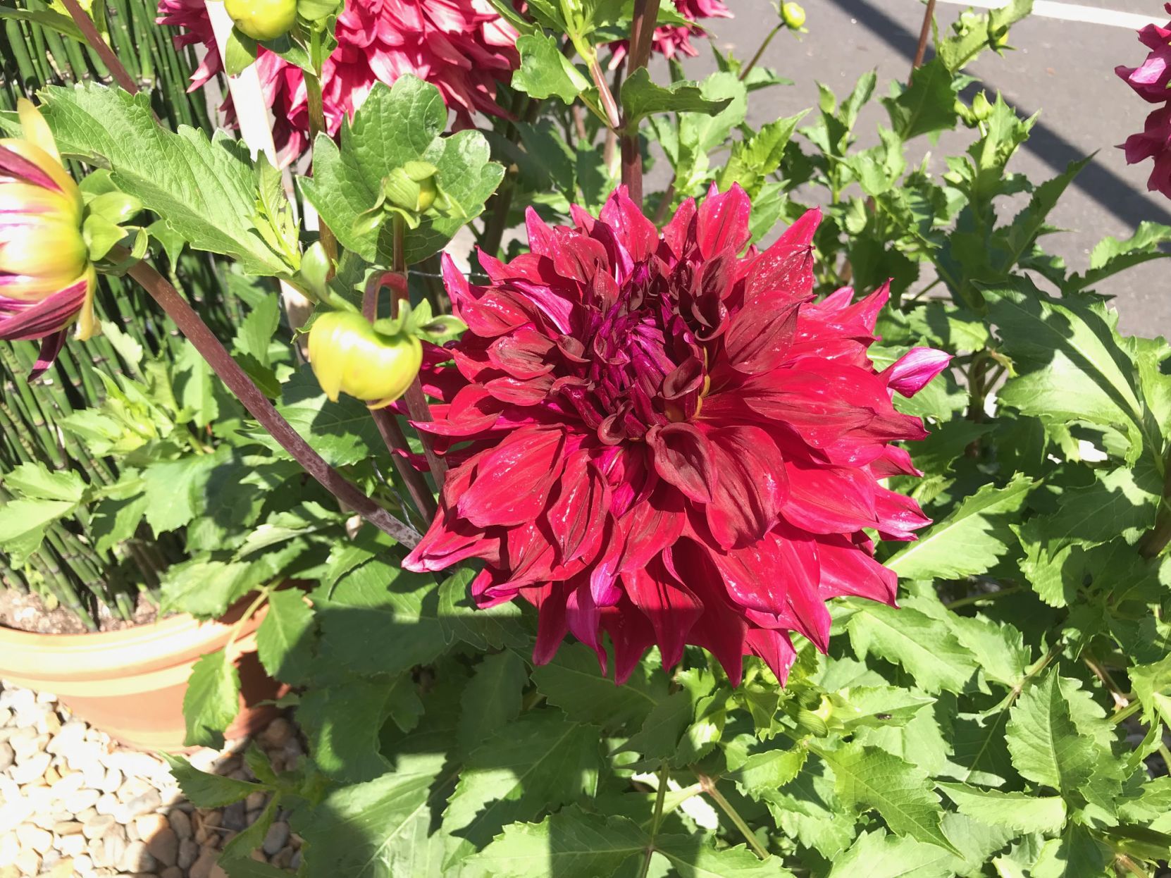 A large bloom at Marcell and Brian Gallagher’s north Napa home.